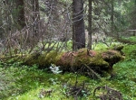 Rödbergets brandtorn och naturreservat i Älvdalen